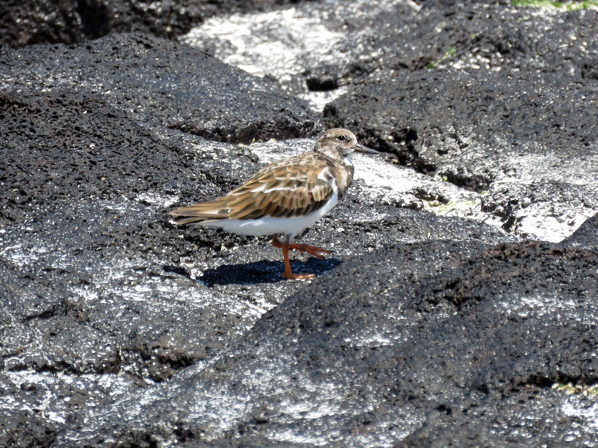 Ruddy Turnstone - ML645528329