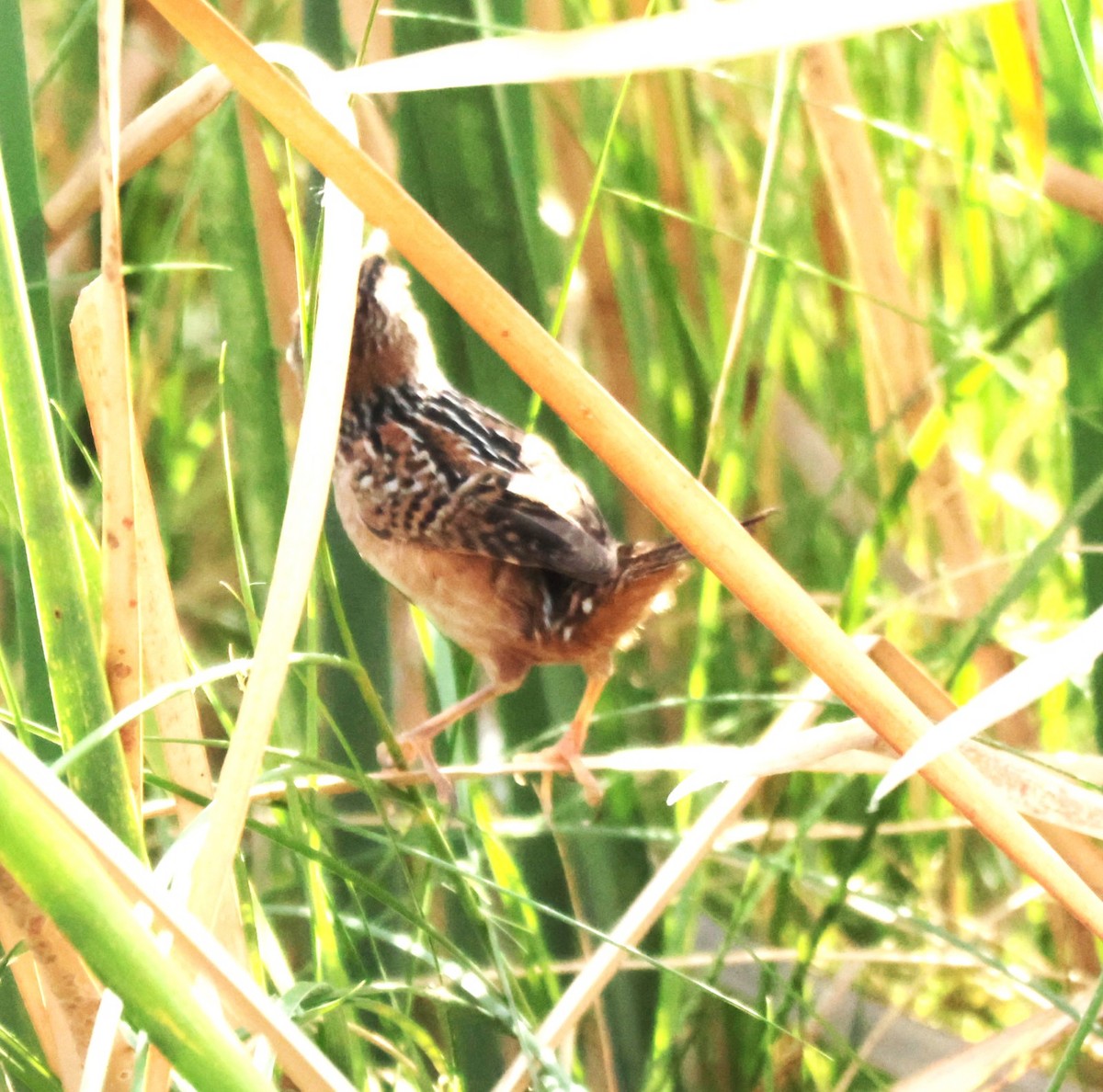 Cucarachero Culibarrado - ML645528330