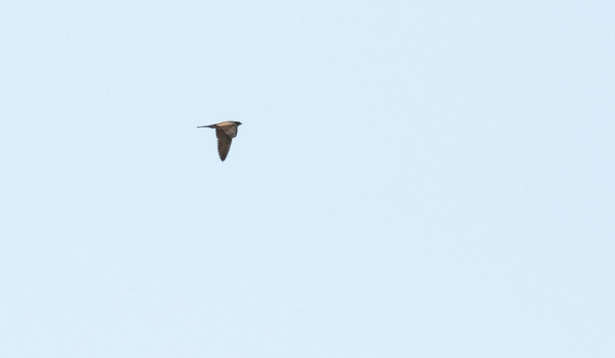 Eleonora's Falcon - ML645528335