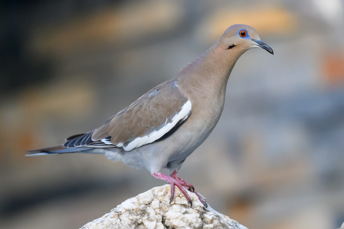 White-winged Dove - ML645528343
