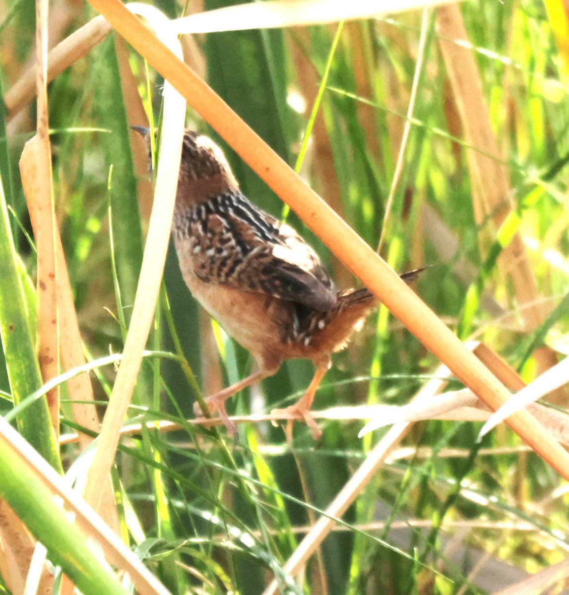 Cucarachero Culibarrado - ML645528350
