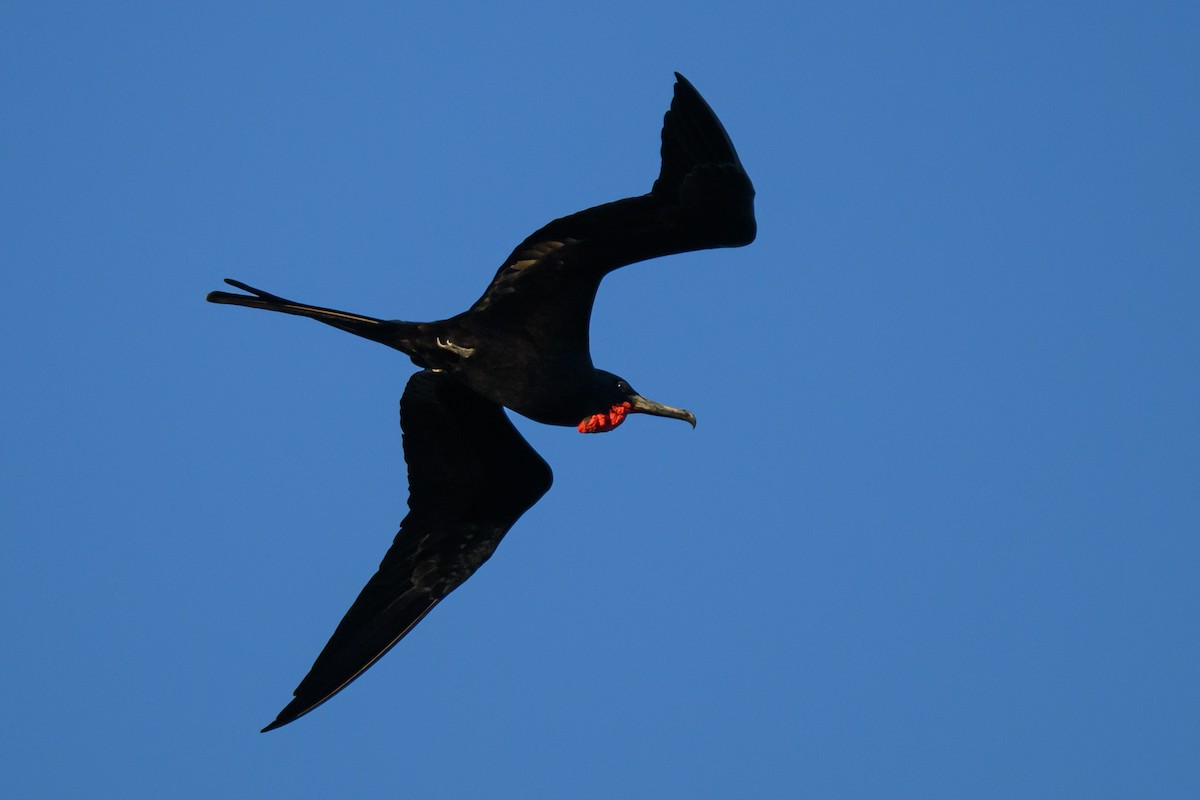 Magnificent Frigatebird - ML645528351