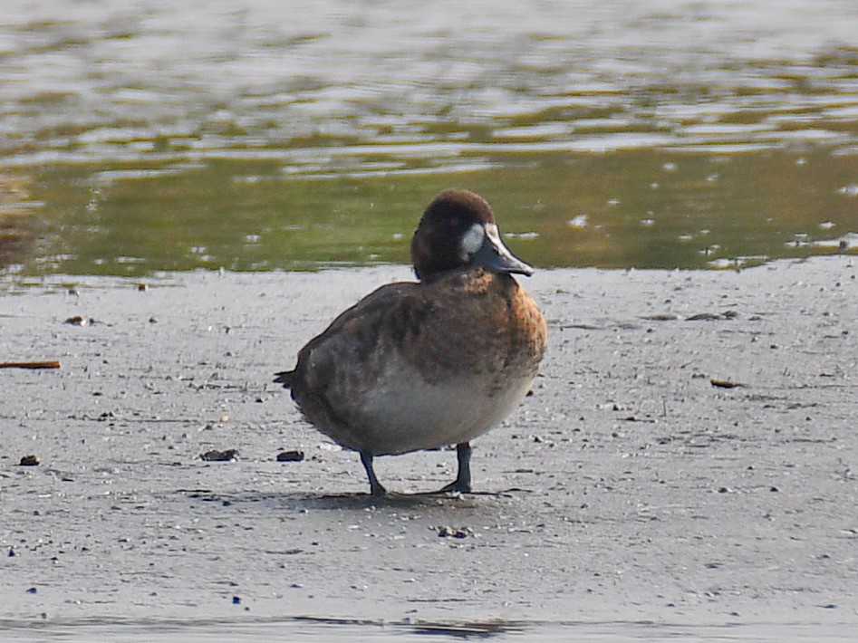 スズガモ - ML645528352