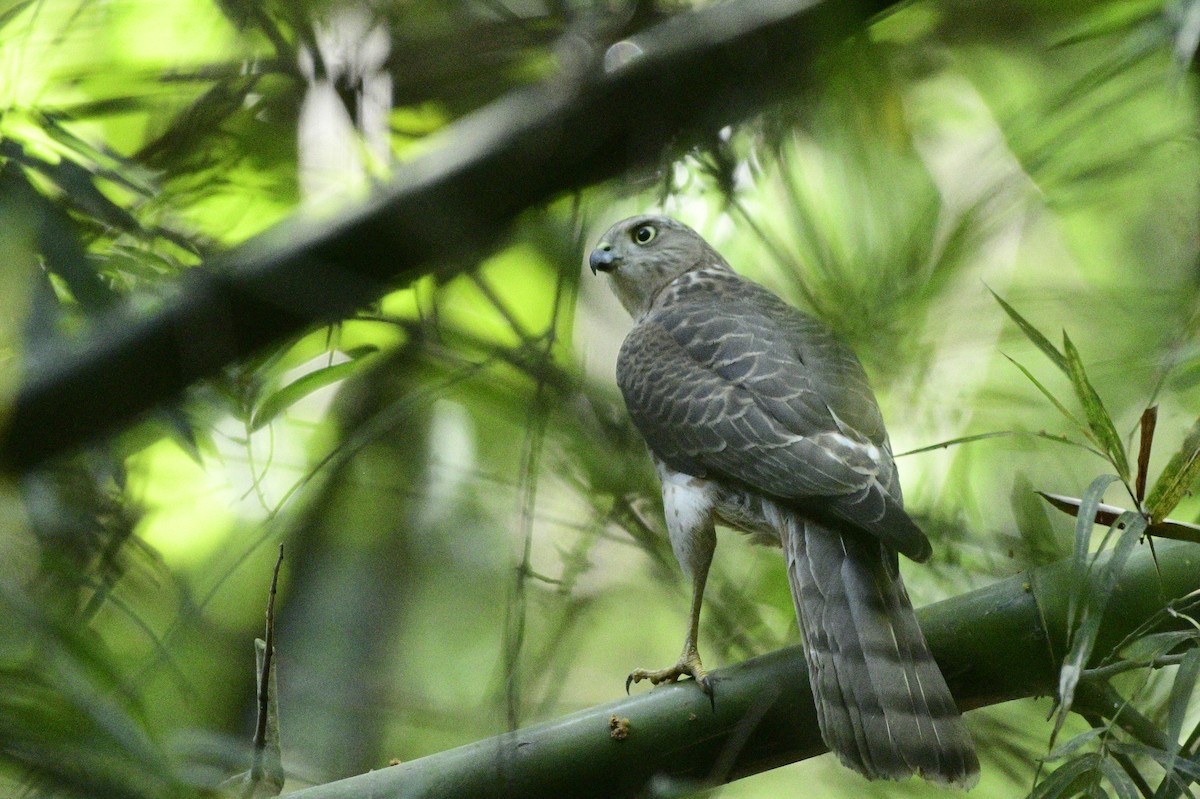 Shikra - ML645528358