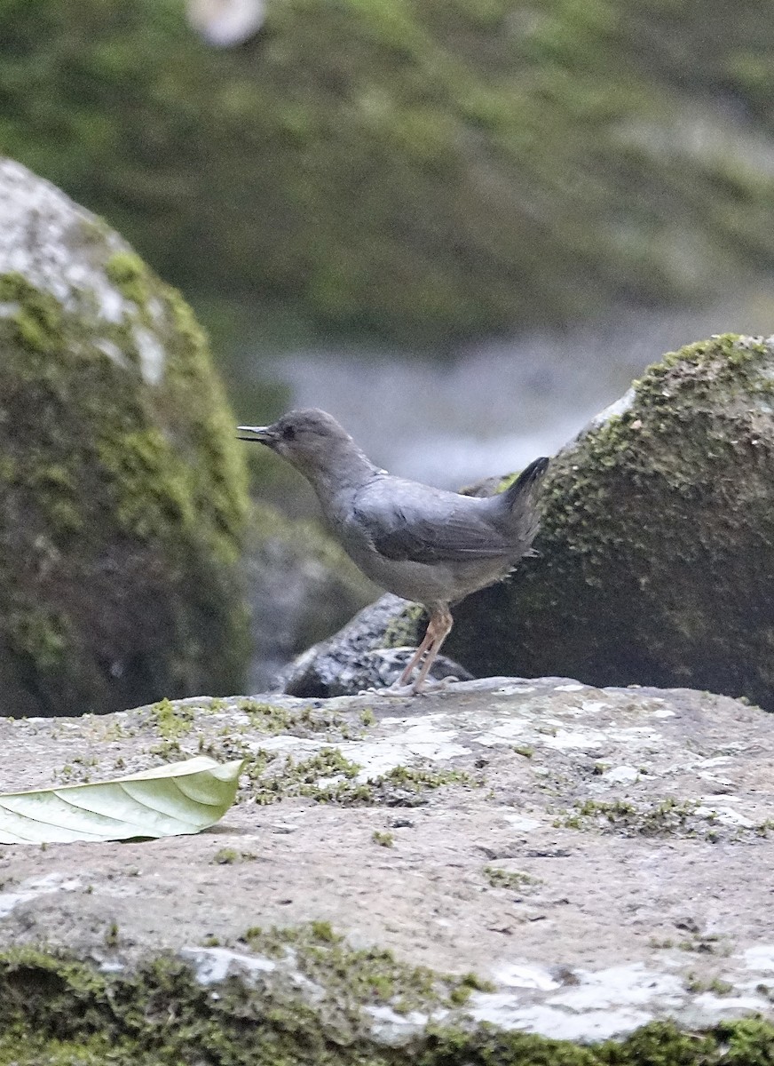 American Dipper - ML645528367