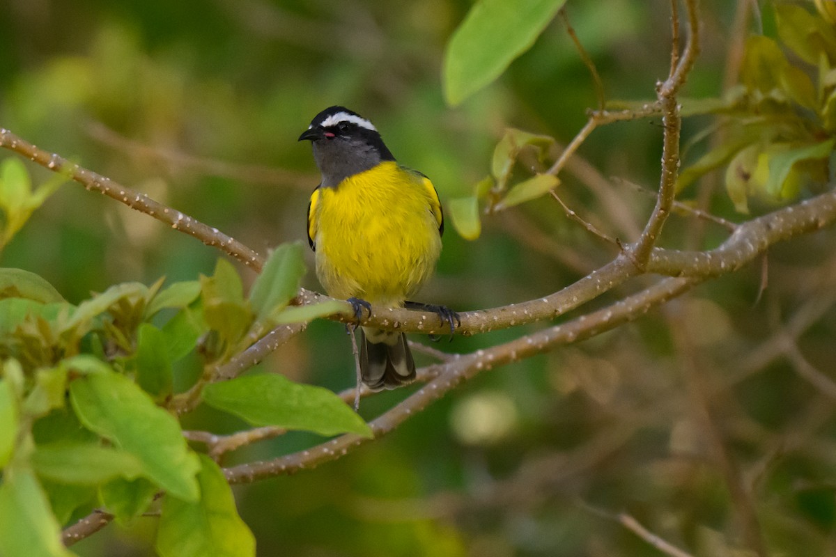 Sucrier à ventre jaune - ML645528369