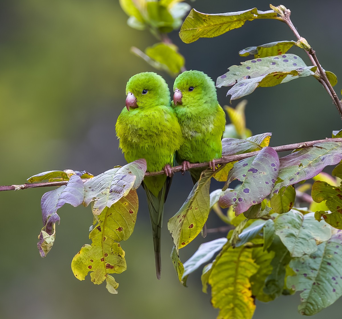 Plain Parakeet - ML645528375