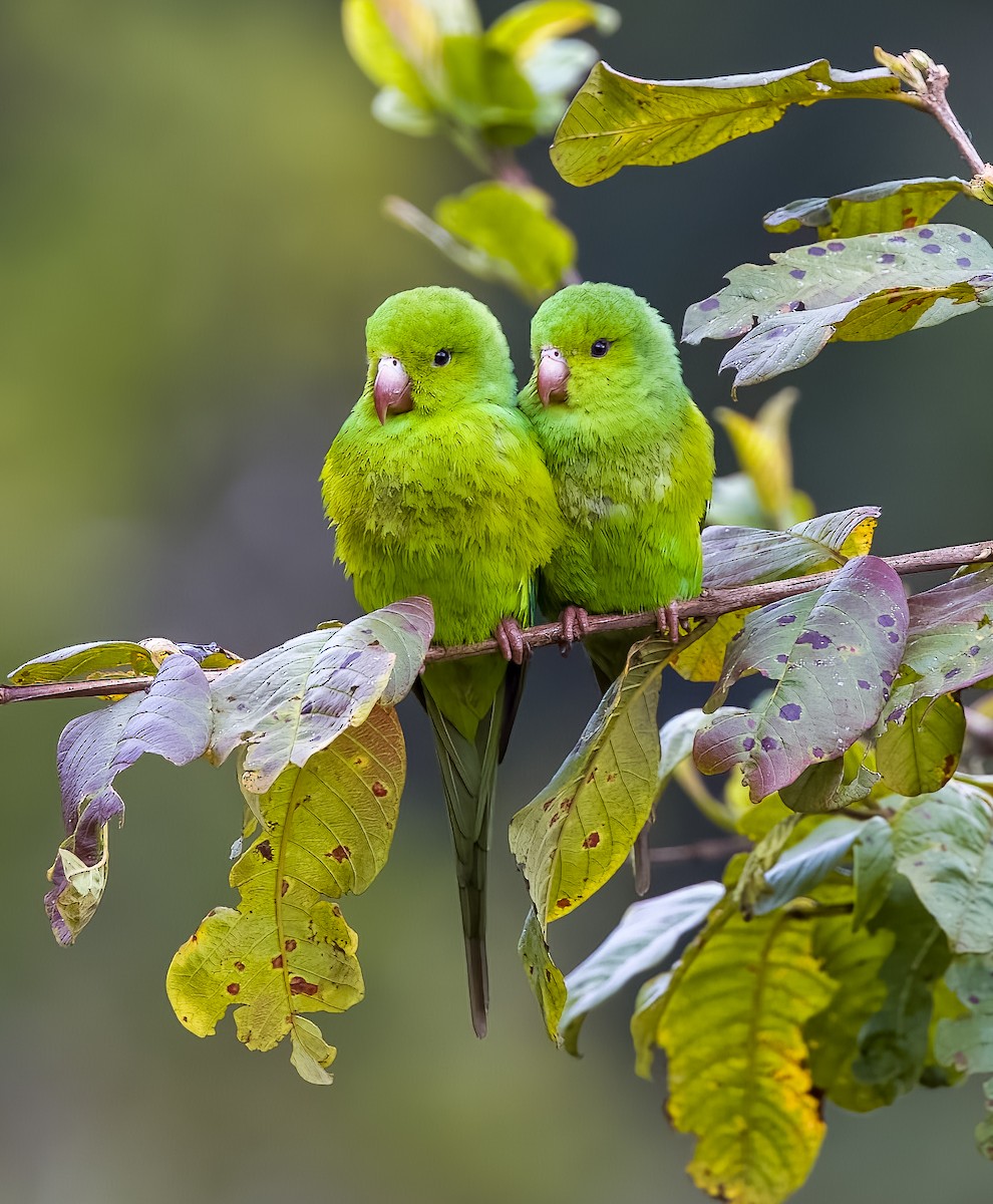 Plain Parakeet - ML645528376