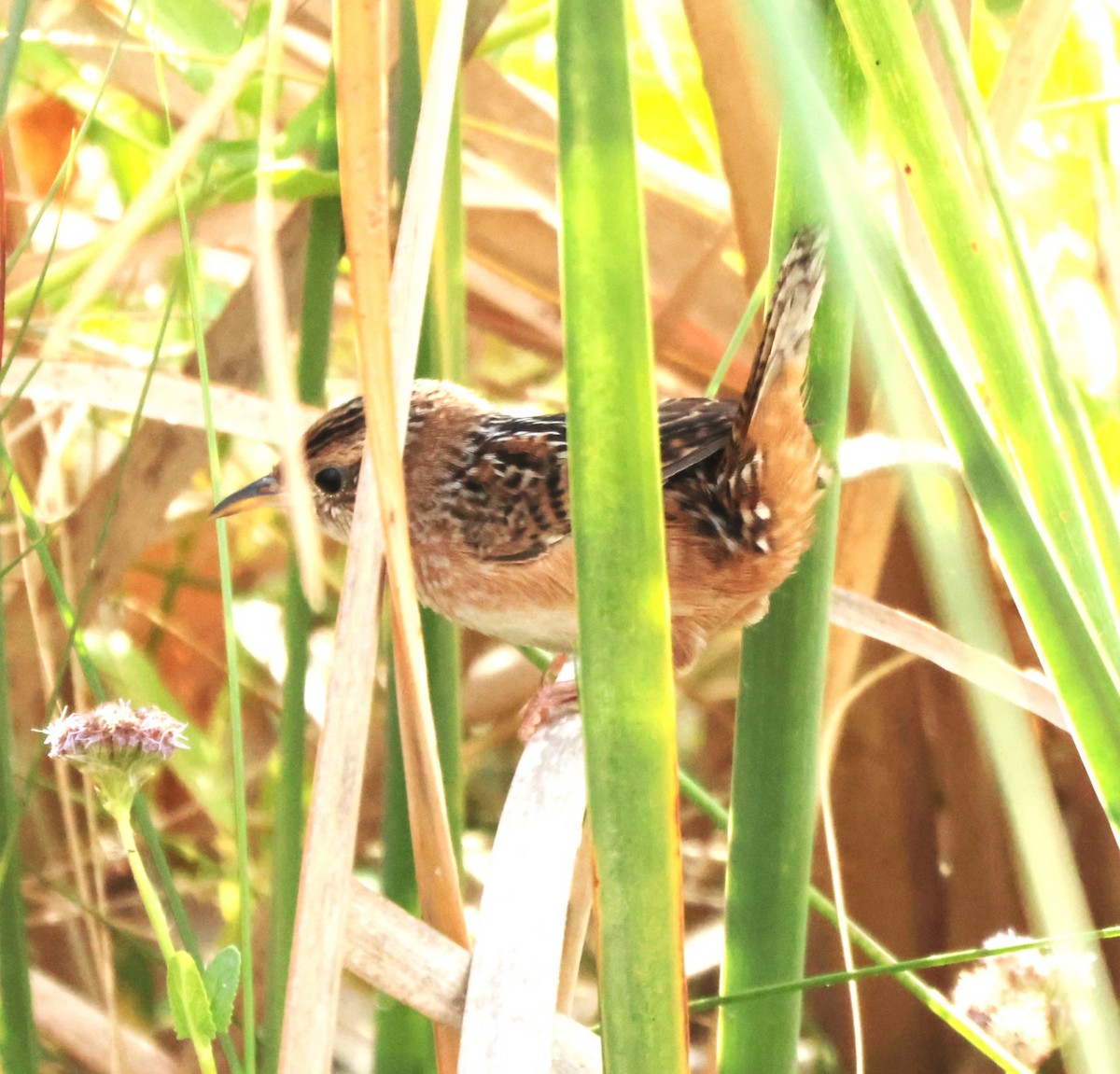 Cucarachero Culibarrado - ML645528381