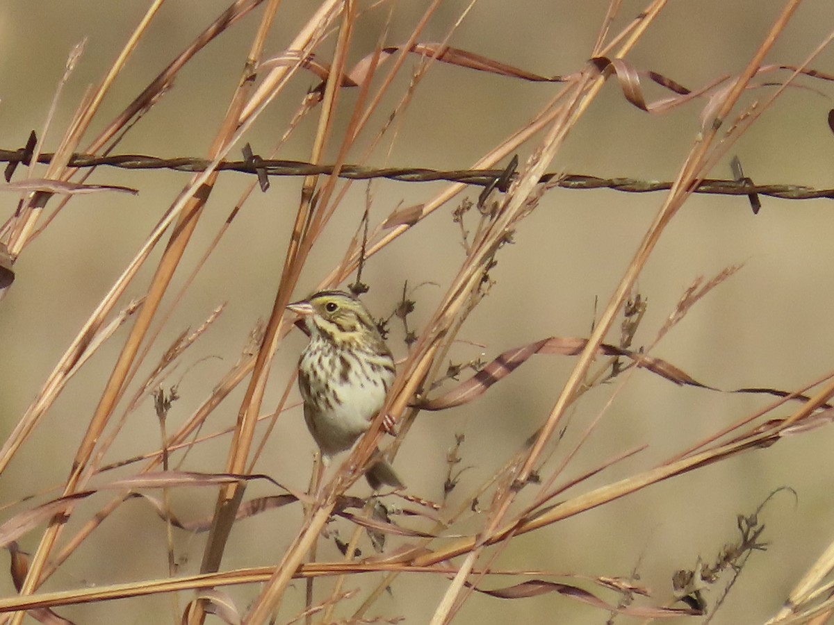 Savannah Sparrow - ML645528389