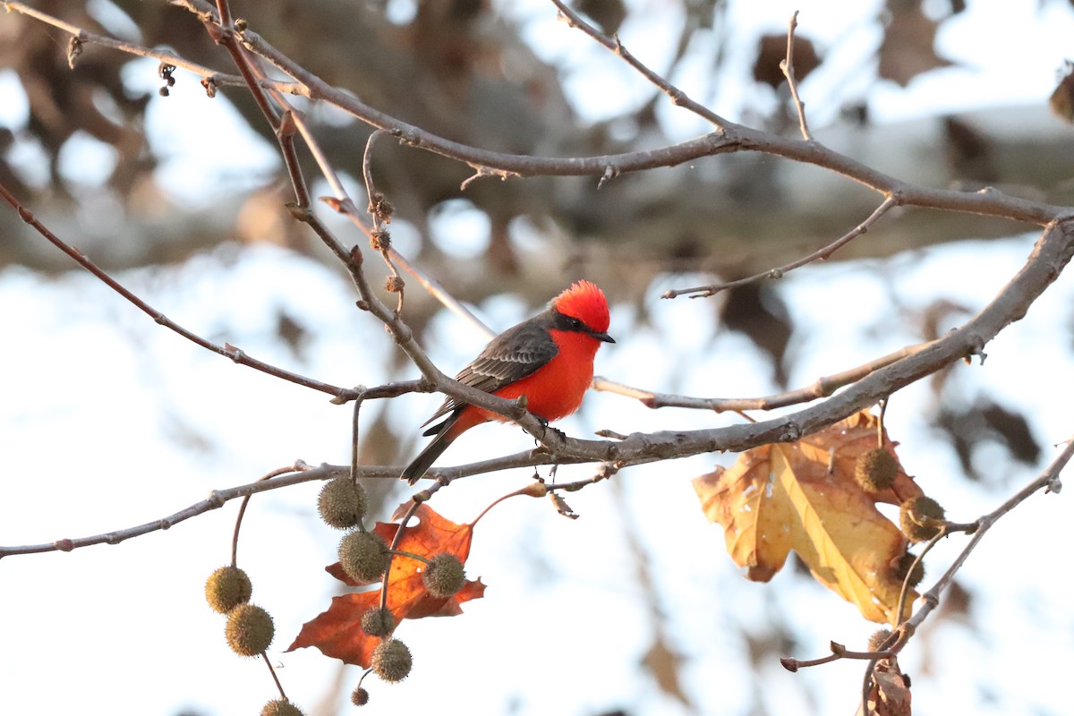 Vermilion Flycatcher - ML645528391