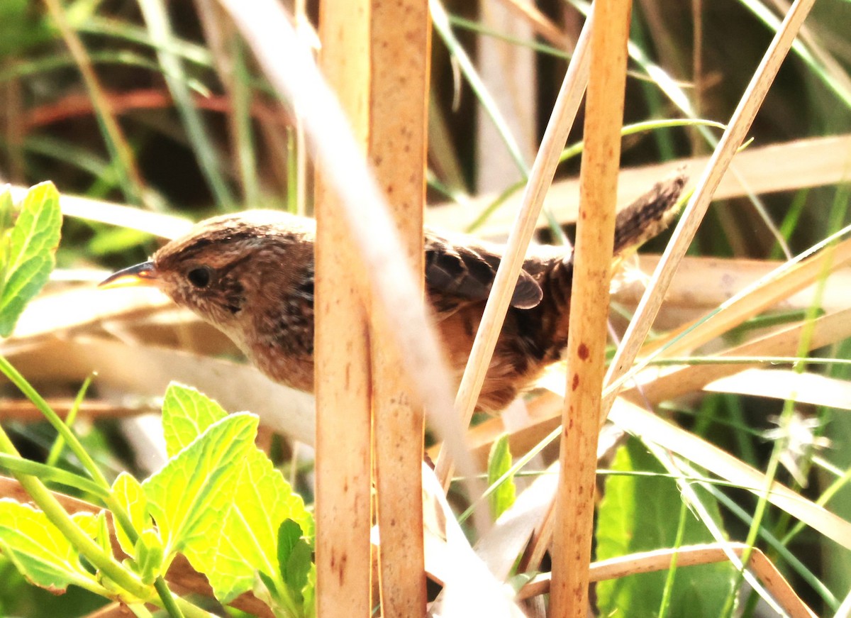 Cucarachero Culibarrado - ML645528399