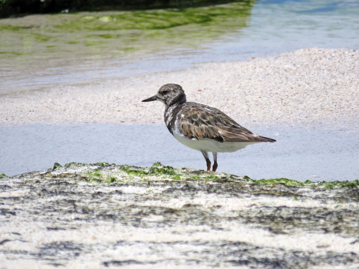 Ruddy Turnstone - ML645528402