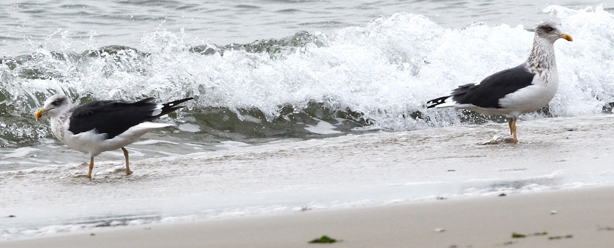 Lesser Black-backed Gull - ML645528418