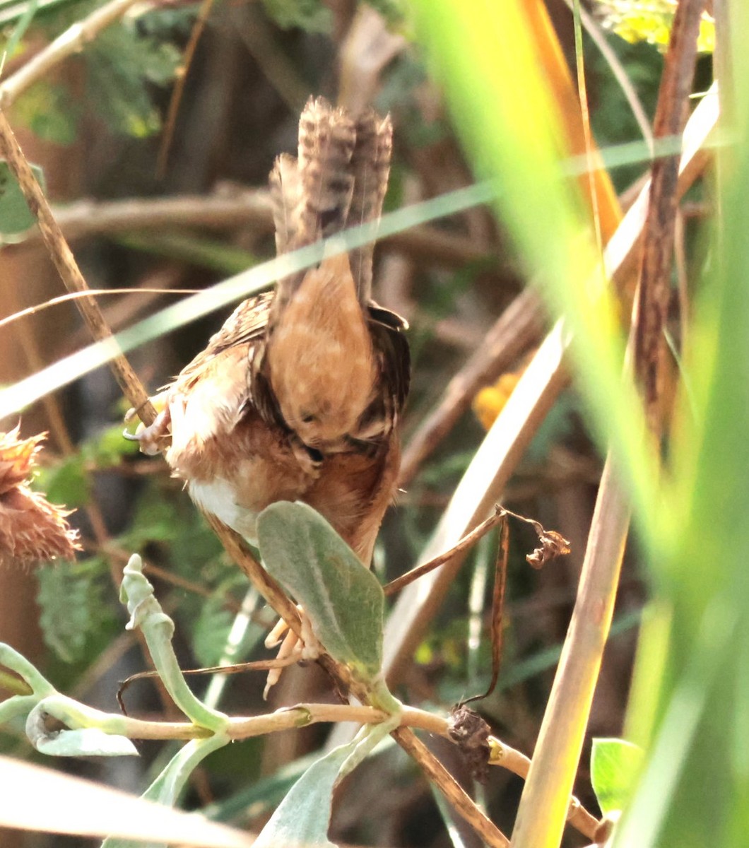 Cucarachero Culibarrado - ML645528426