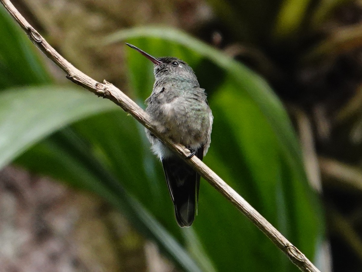 Scaly-breasted Hummingbird - ML645528427