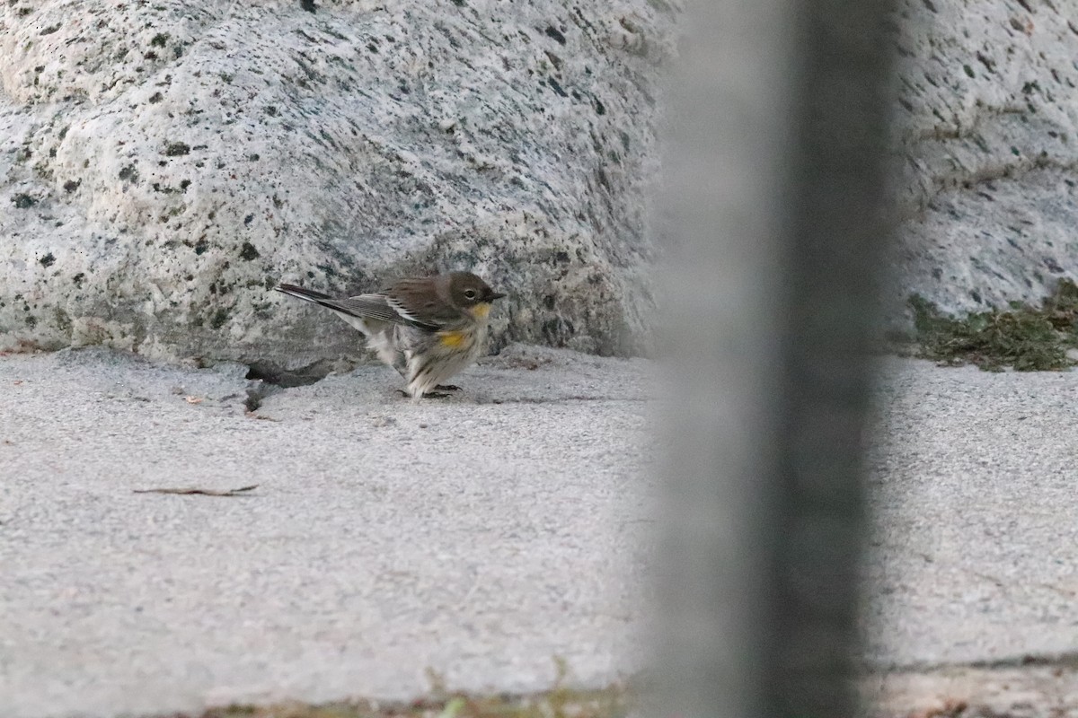 Yellow-rumped Warbler - ML645528428