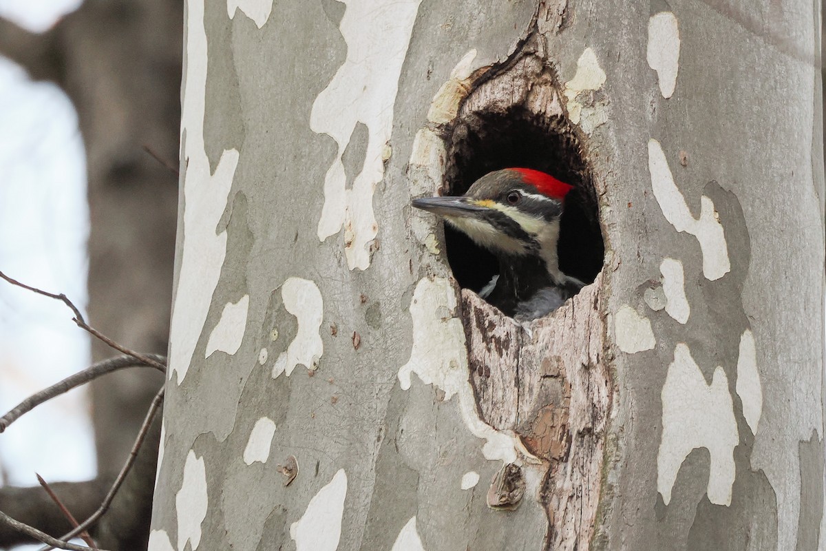 datel chocholatý - ML645528431