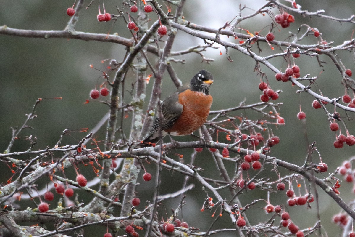 American Robin - ML645528432