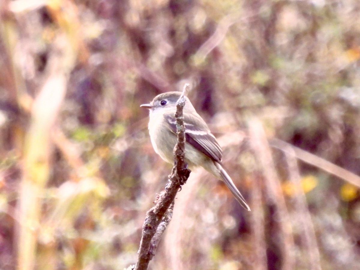 Hammond's Flycatcher - ML645528439