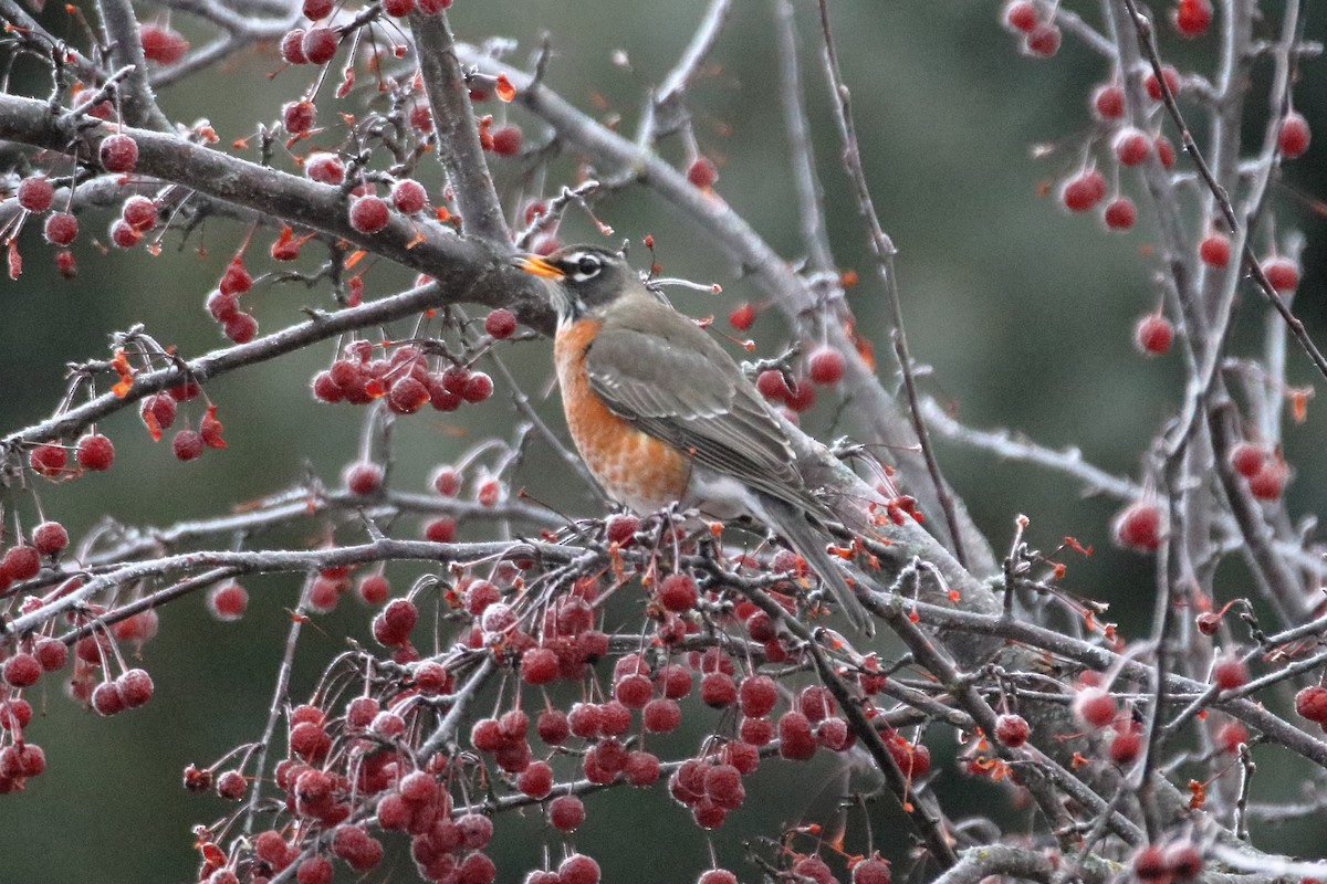 American Robin - ML645528440