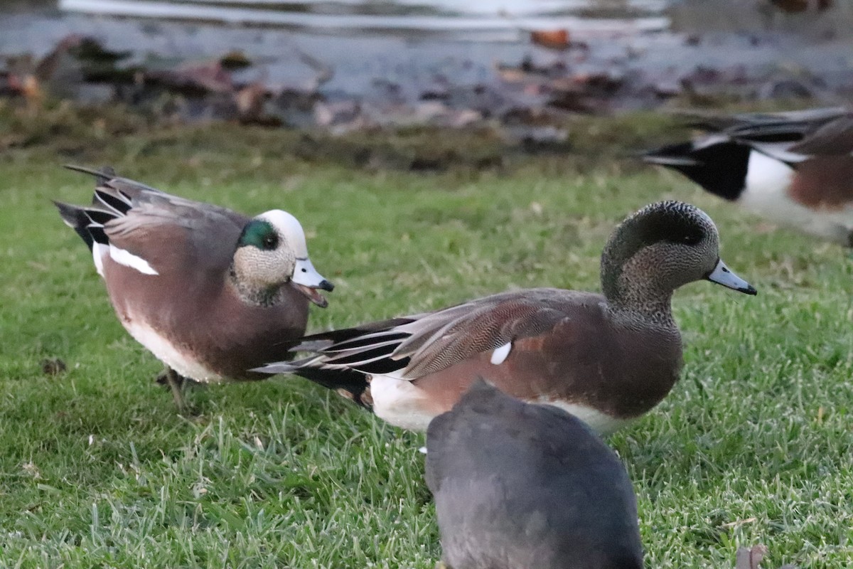American Wigeon - ML645528450