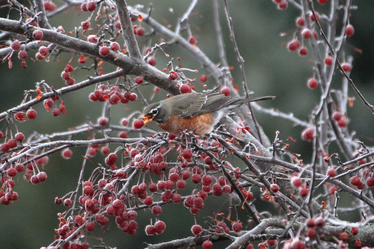 American Robin - ML645528464