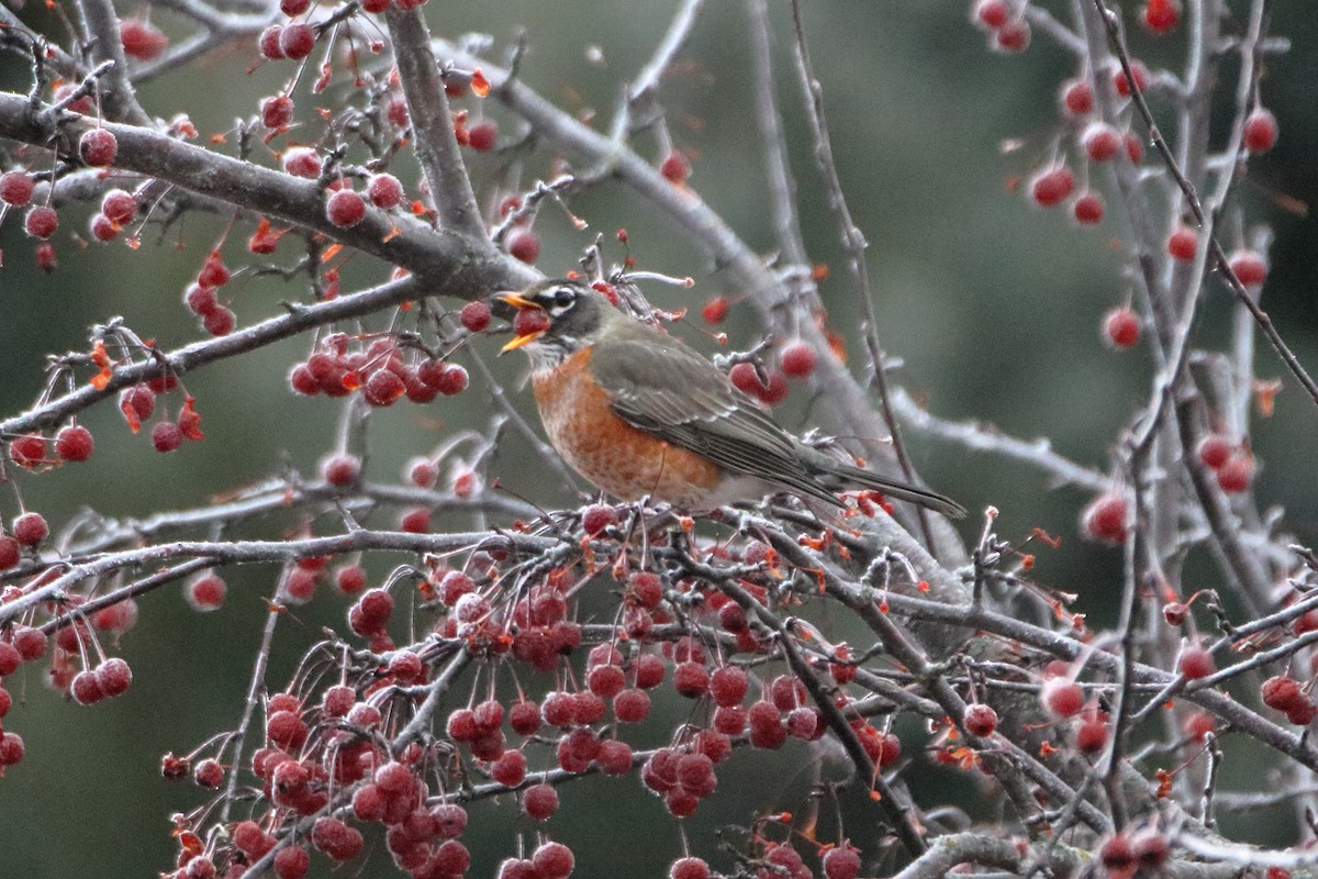 American Robin - ML645528466