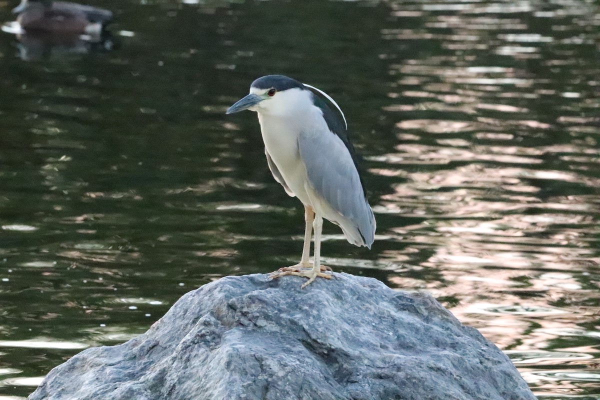 Black-crowned Night Heron - ML645528467