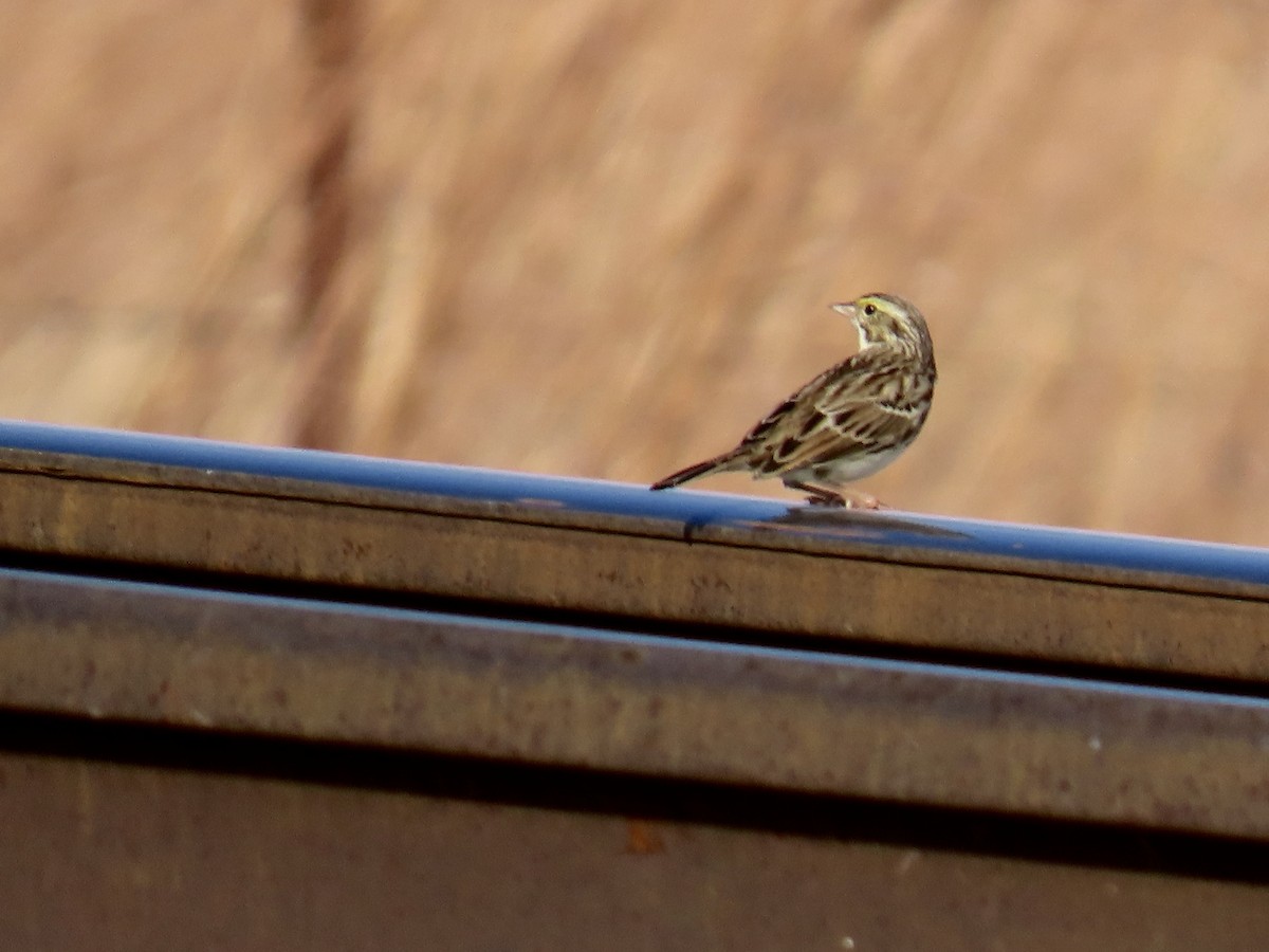 Savannah Sparrow - ML645528469