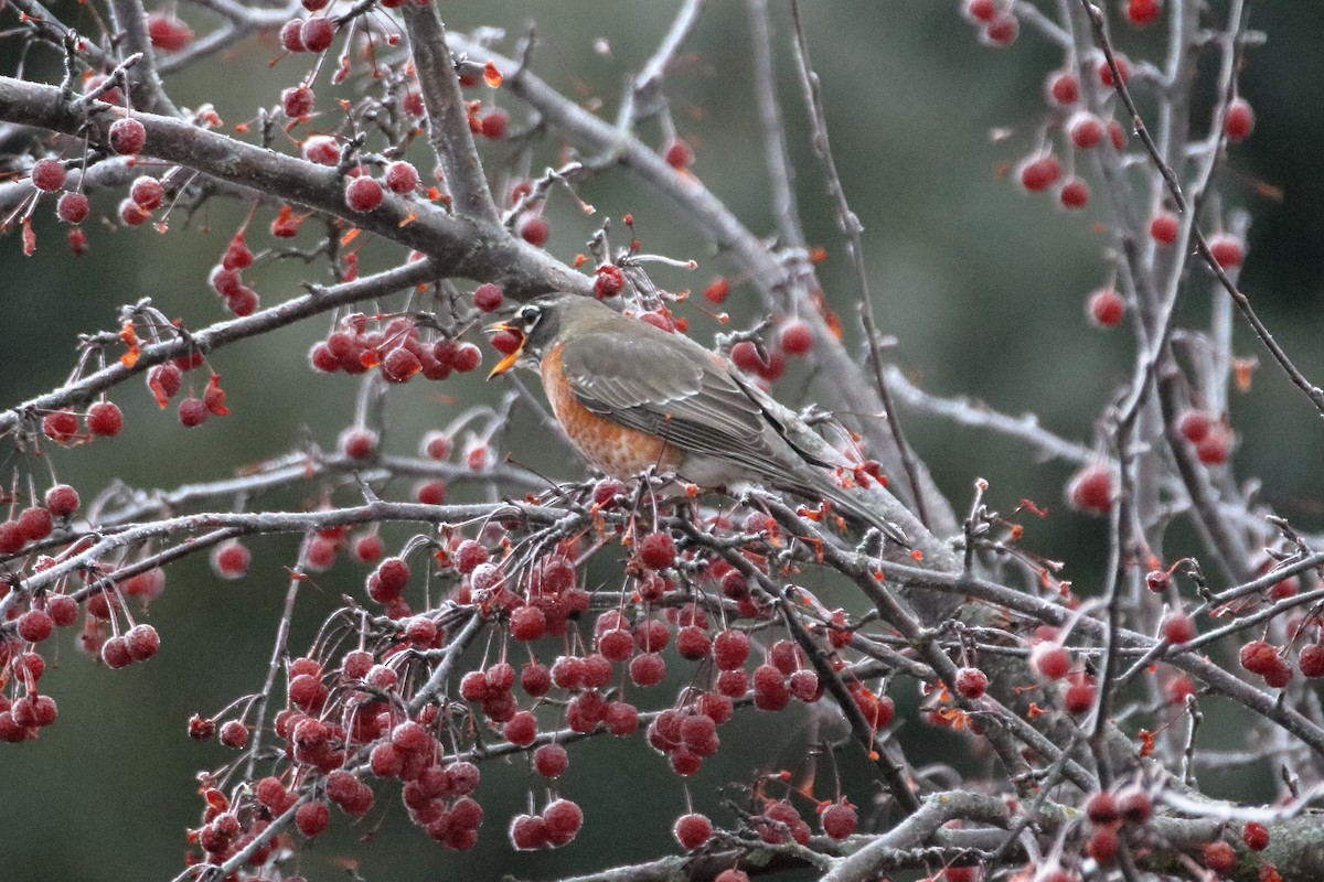 American Robin - ML645528473
