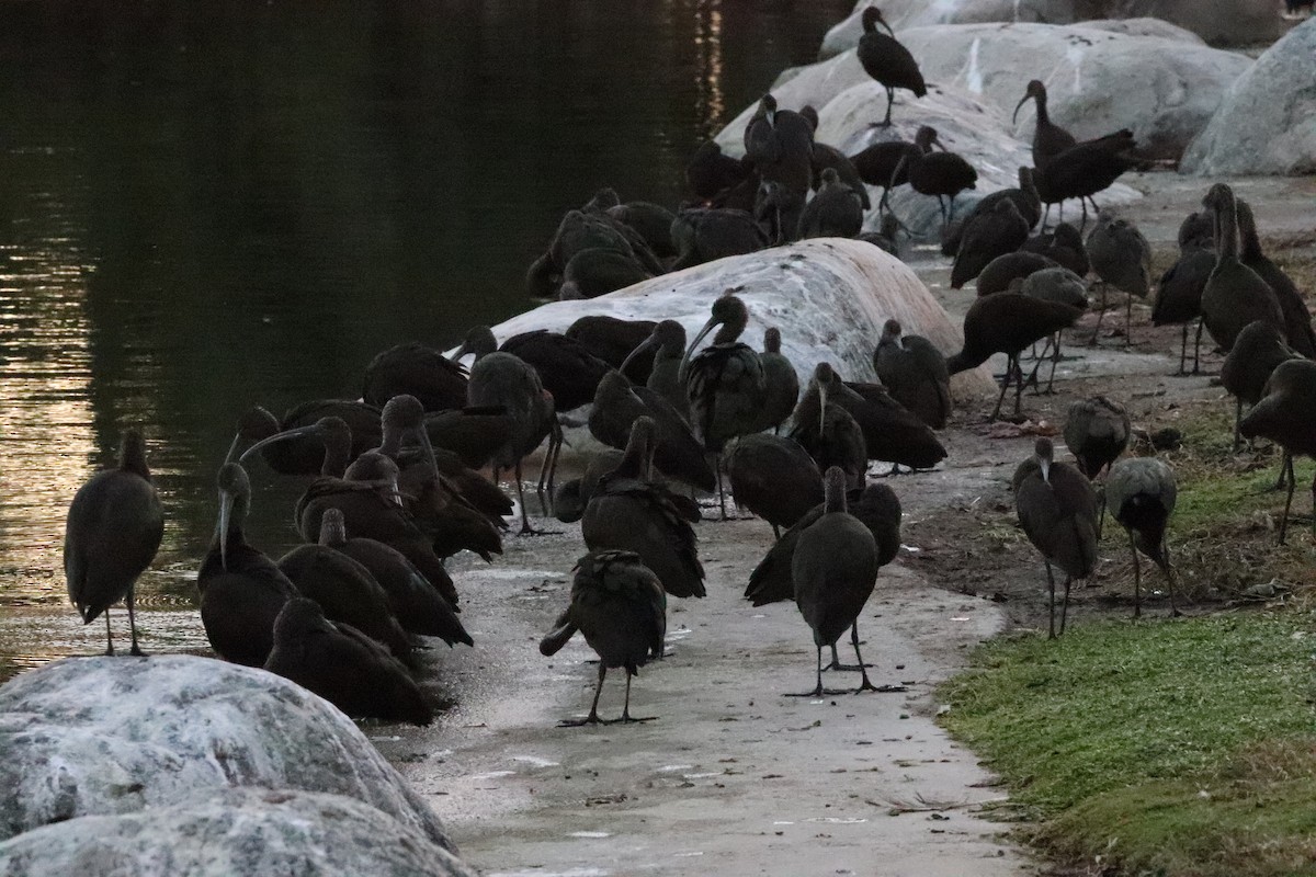 White-faced Ibis - ML645528475
