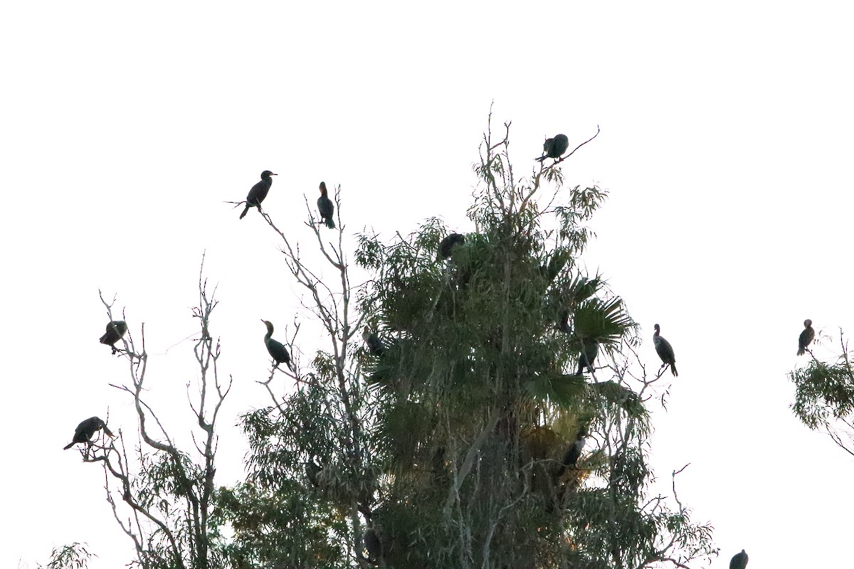Double-crested Cormorant - ML645528477