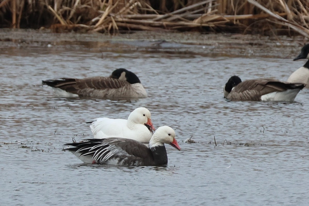 Snow Goose - ML645528478