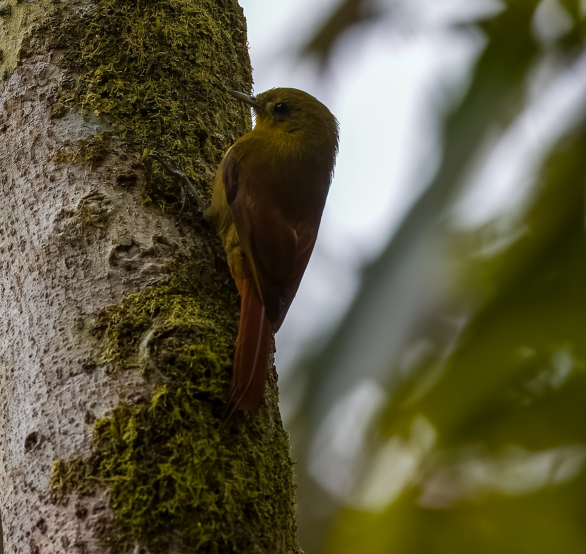 Olivaceous Woodcreeper - ML645528479