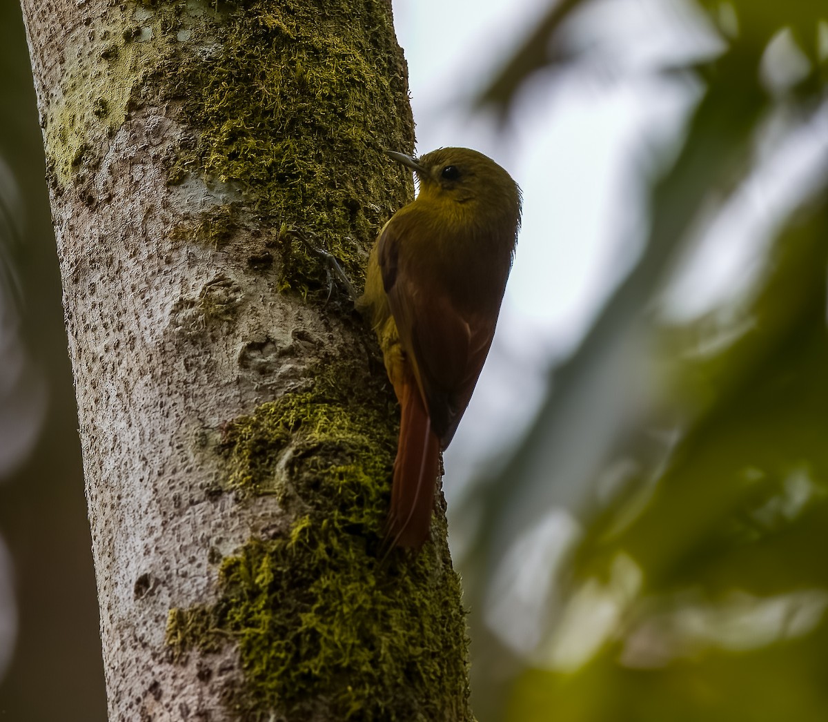 Olivaceous Woodcreeper - ML645528480