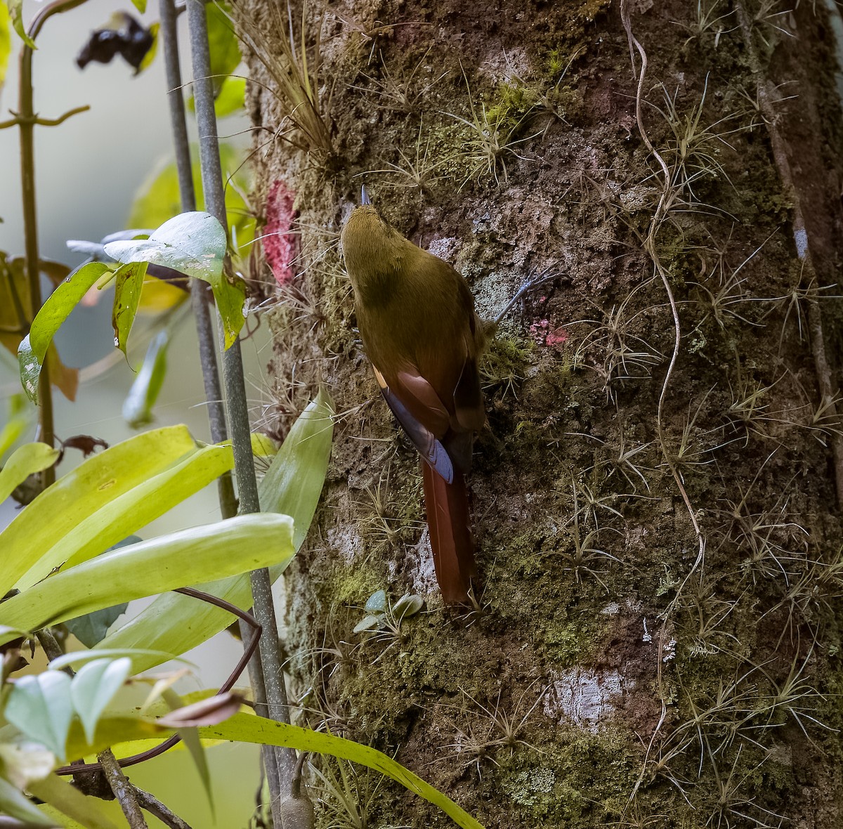 Olivaceous Woodcreeper - ML645528481