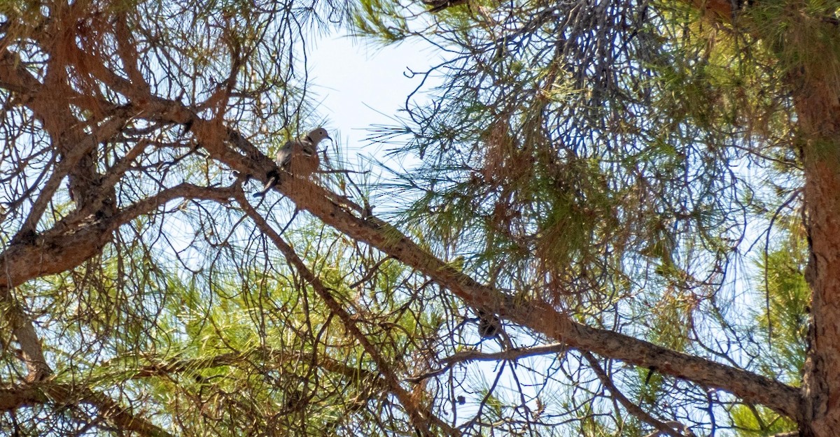 Eurasian Collared-Dove - ML645528485