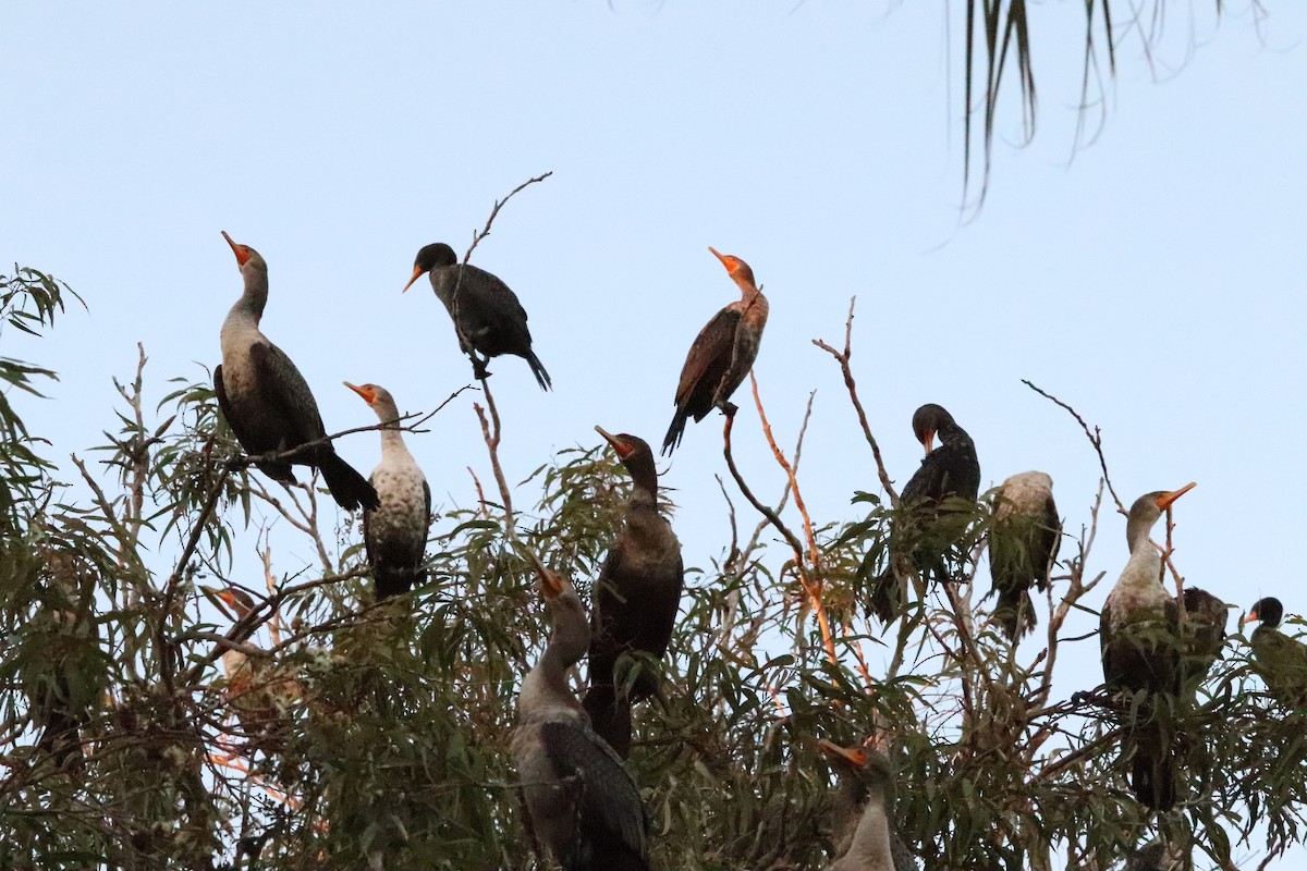 Double-crested Cormorant - ML645528486