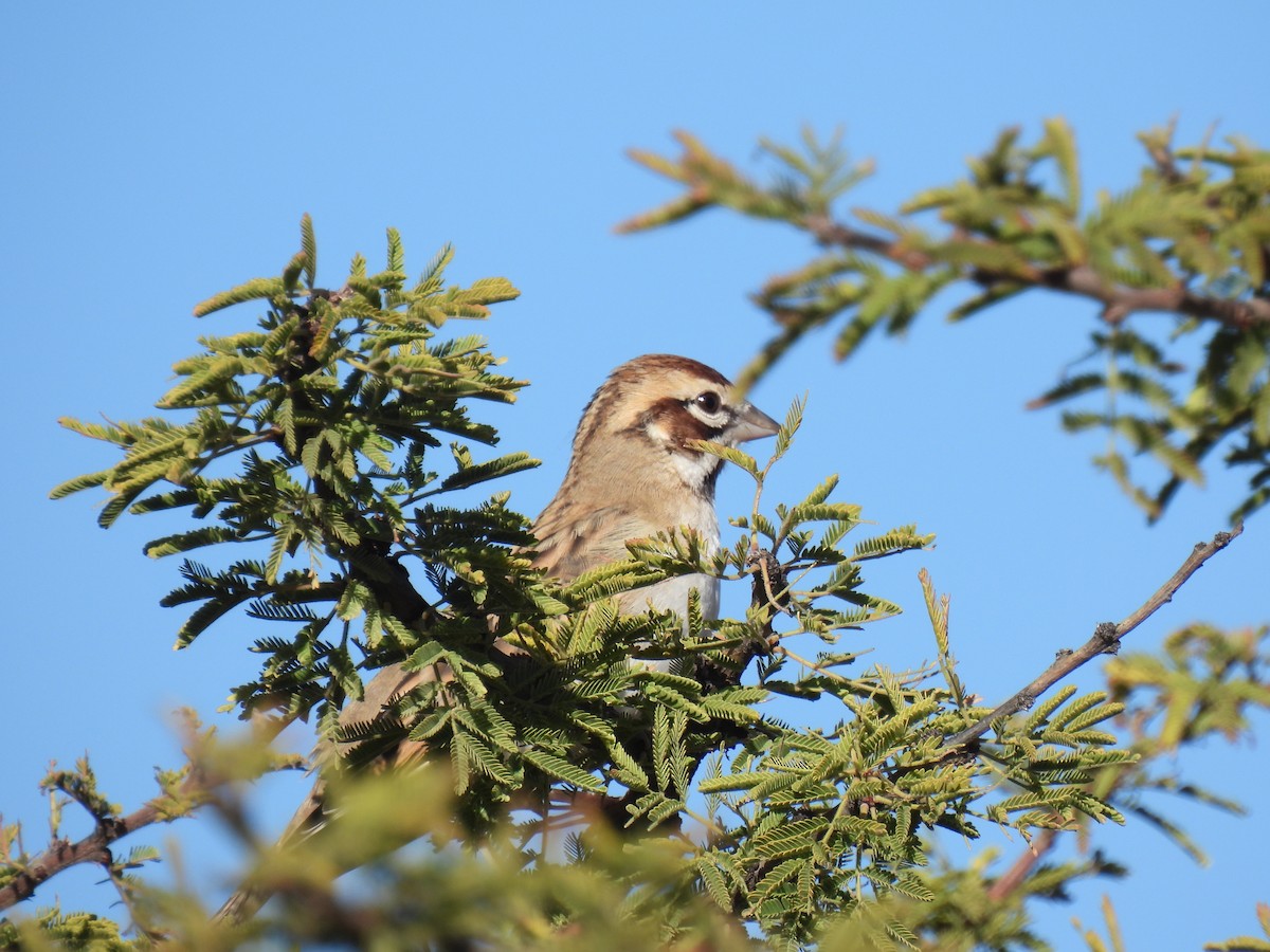 Lark Sparrow - ML645528487