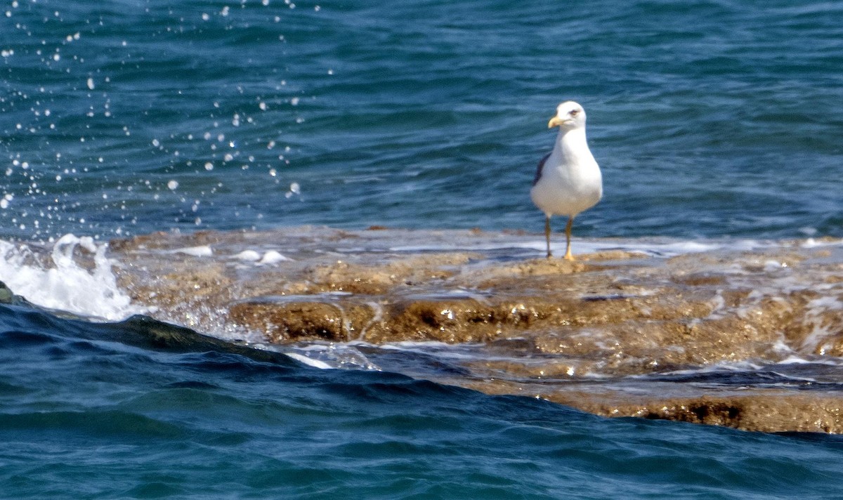 Yellow-legged Gull - ML645528490