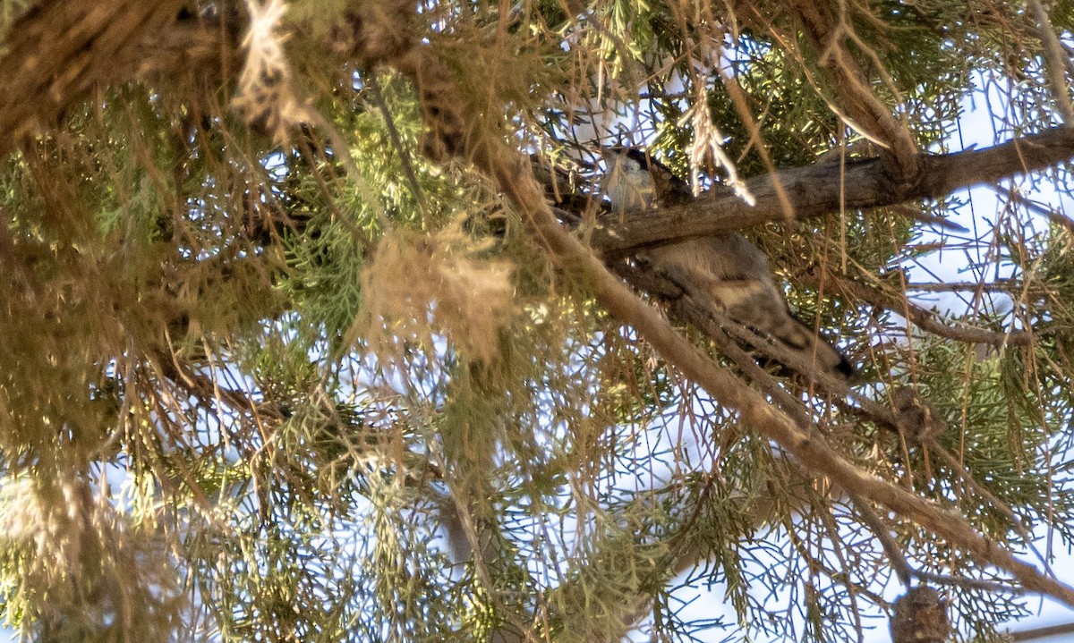 Sardinian Warbler - ML645528507