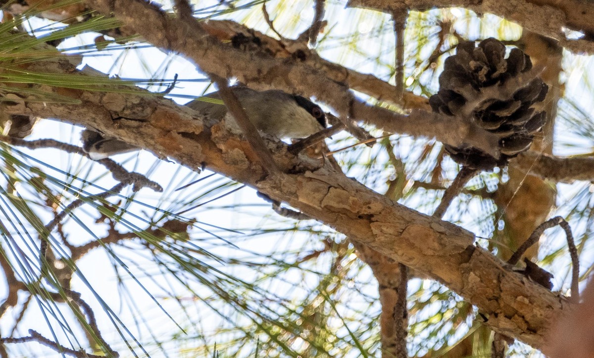 Sardinian Warbler - ML645528508