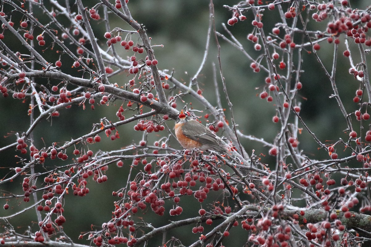 American Robin - ML645528509