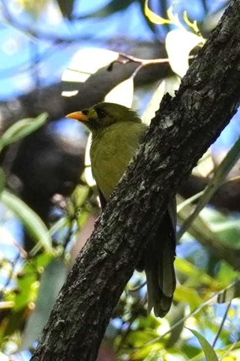 スズミツスイ - ML645528510