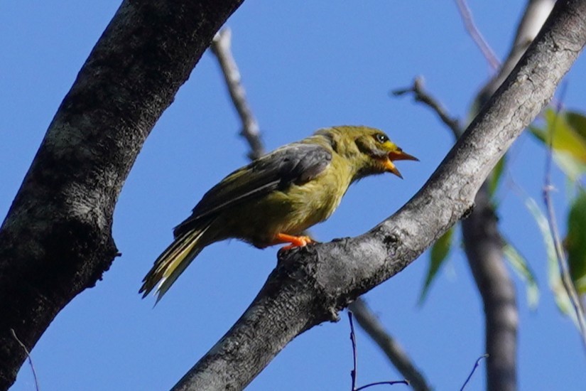 スズミツスイ - ML645528511