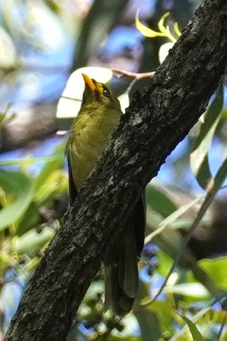 スズミツスイ - ML645528512