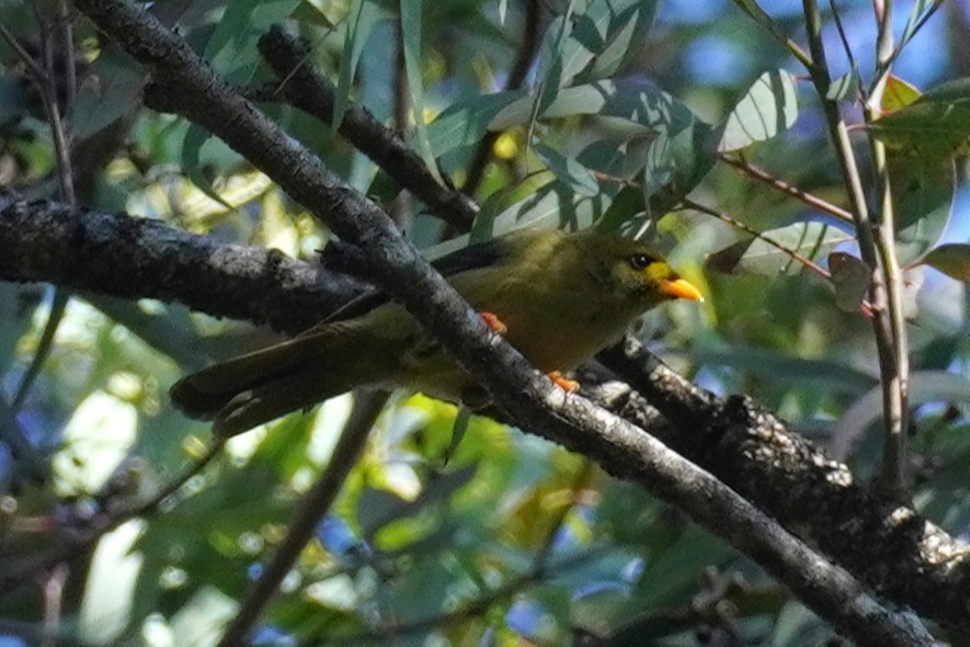 スズミツスイ - ML645528513