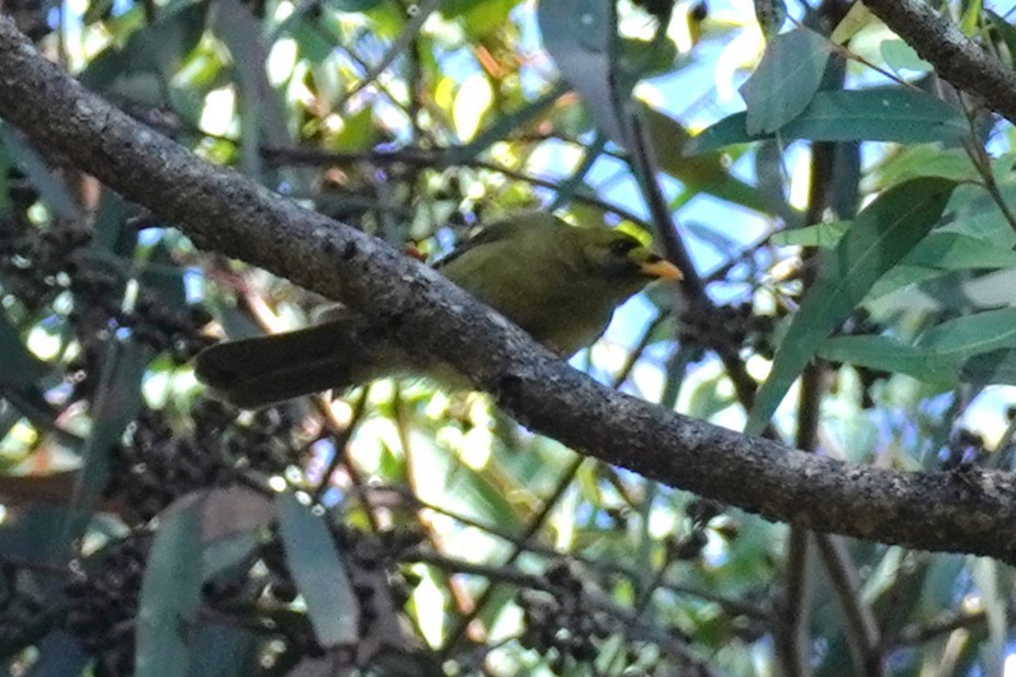 スズミツスイ - ML645528514