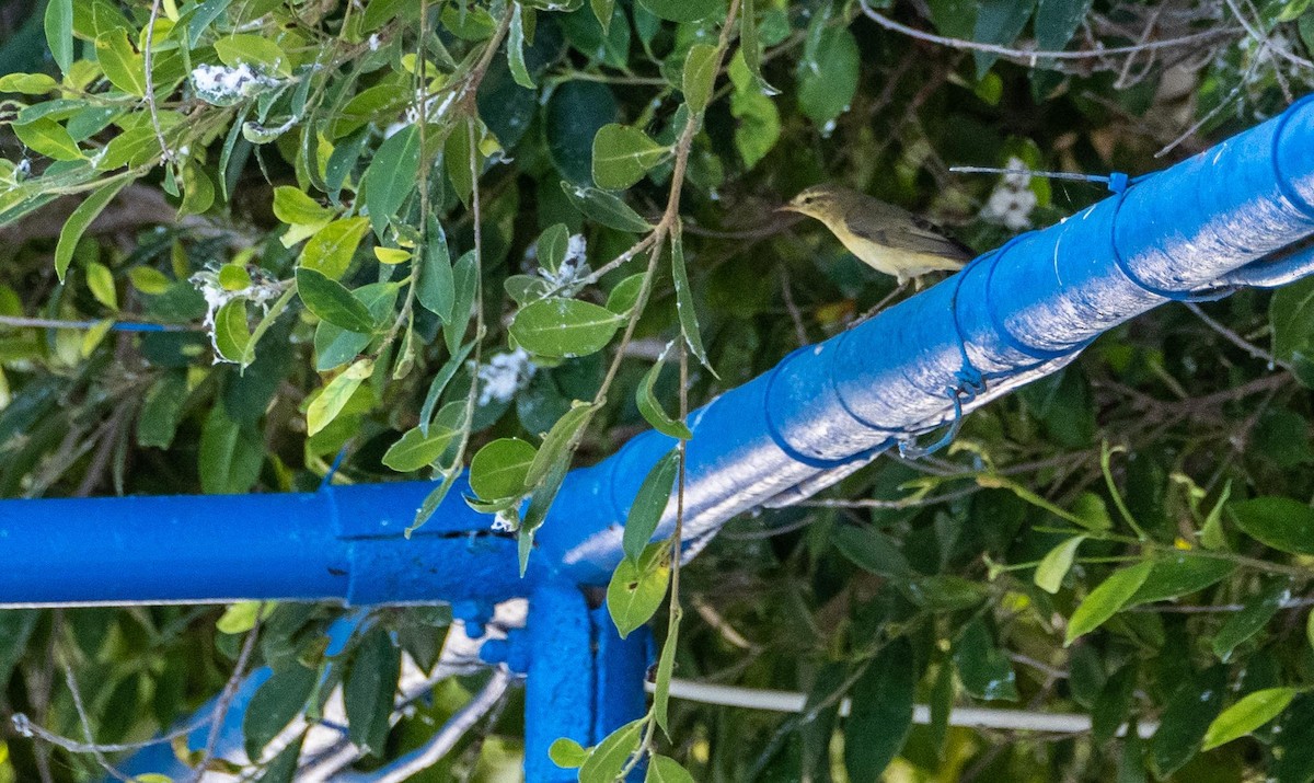 Willow Warbler - ML645528515